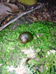 Stylommatophora