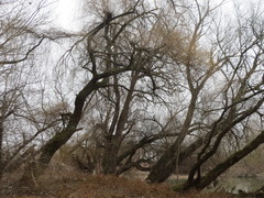 Salix alba
