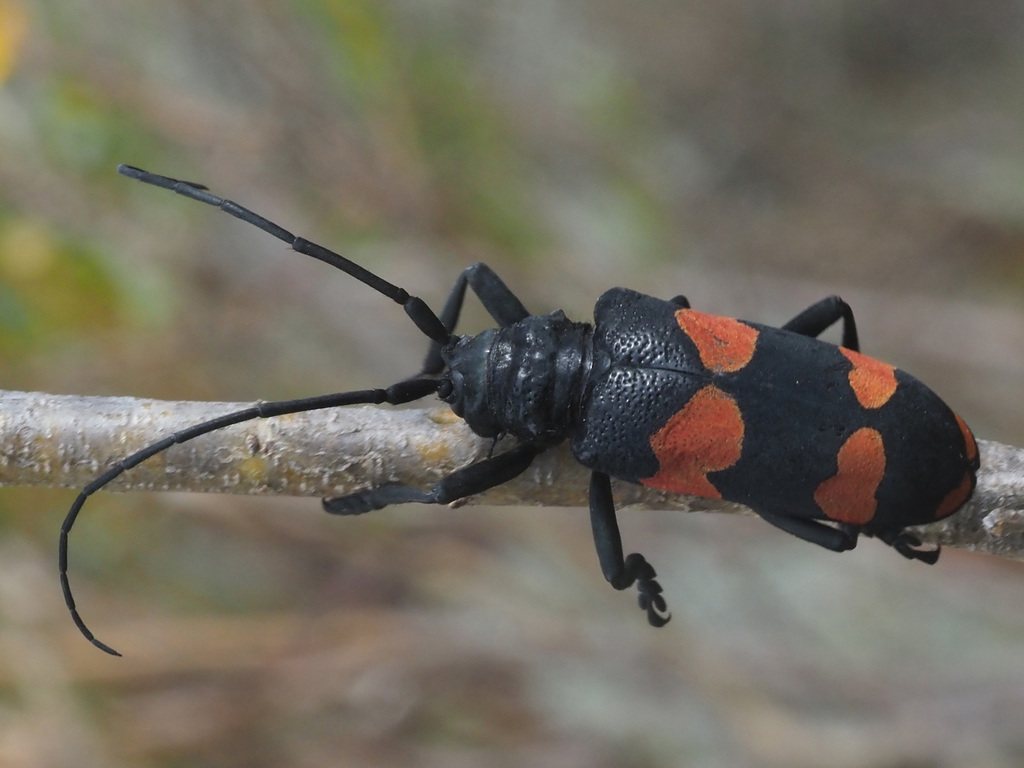 Pea Longhorn Beetle