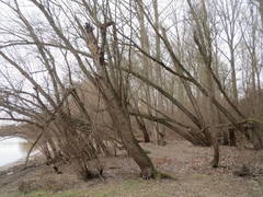 Salix alba
