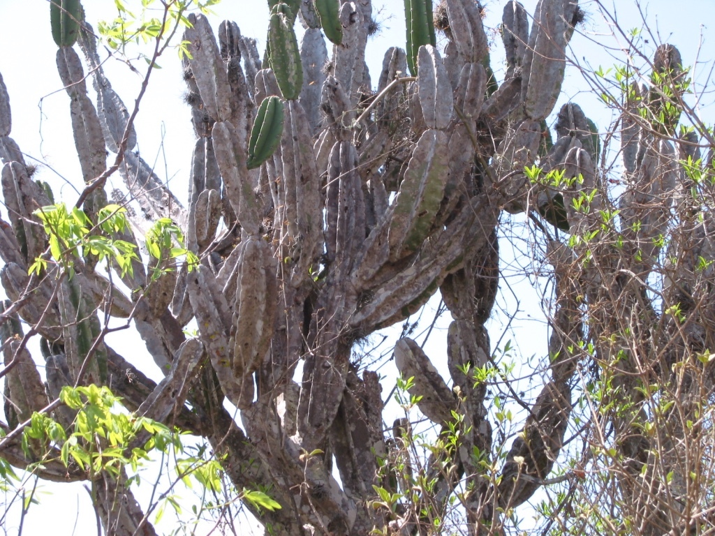 Cereus jamacaru