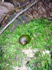 Stylommatophora