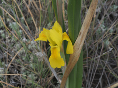Moraea spathulata