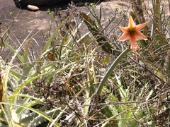 Hippeastrum stylosum