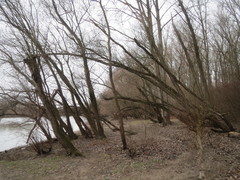 Salix alba
