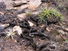 Encholirium spectabile