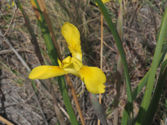 Moraea spathulata