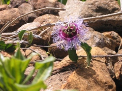 Passiflora cincinnata