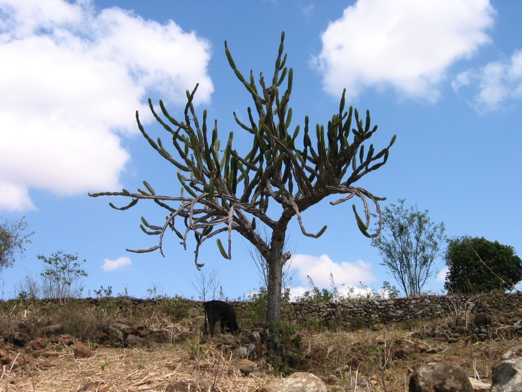 Cereus jamacaru