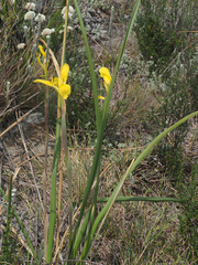 Moraea spathulata