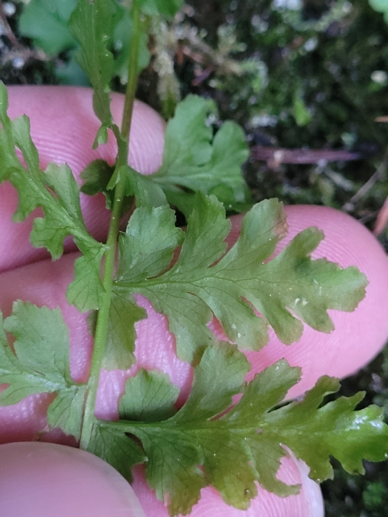 Fern Magic Brittle Fern (Cystopteris fragilis (L.) Bernh.) · Plant Atlas