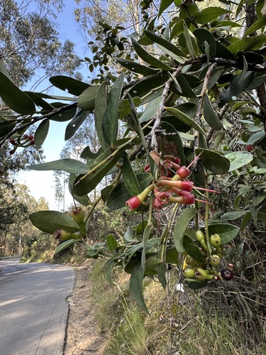 tropical blueberry (Macleania rupestris)