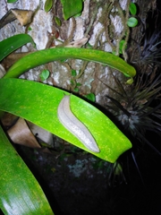 Meghimatium pictum