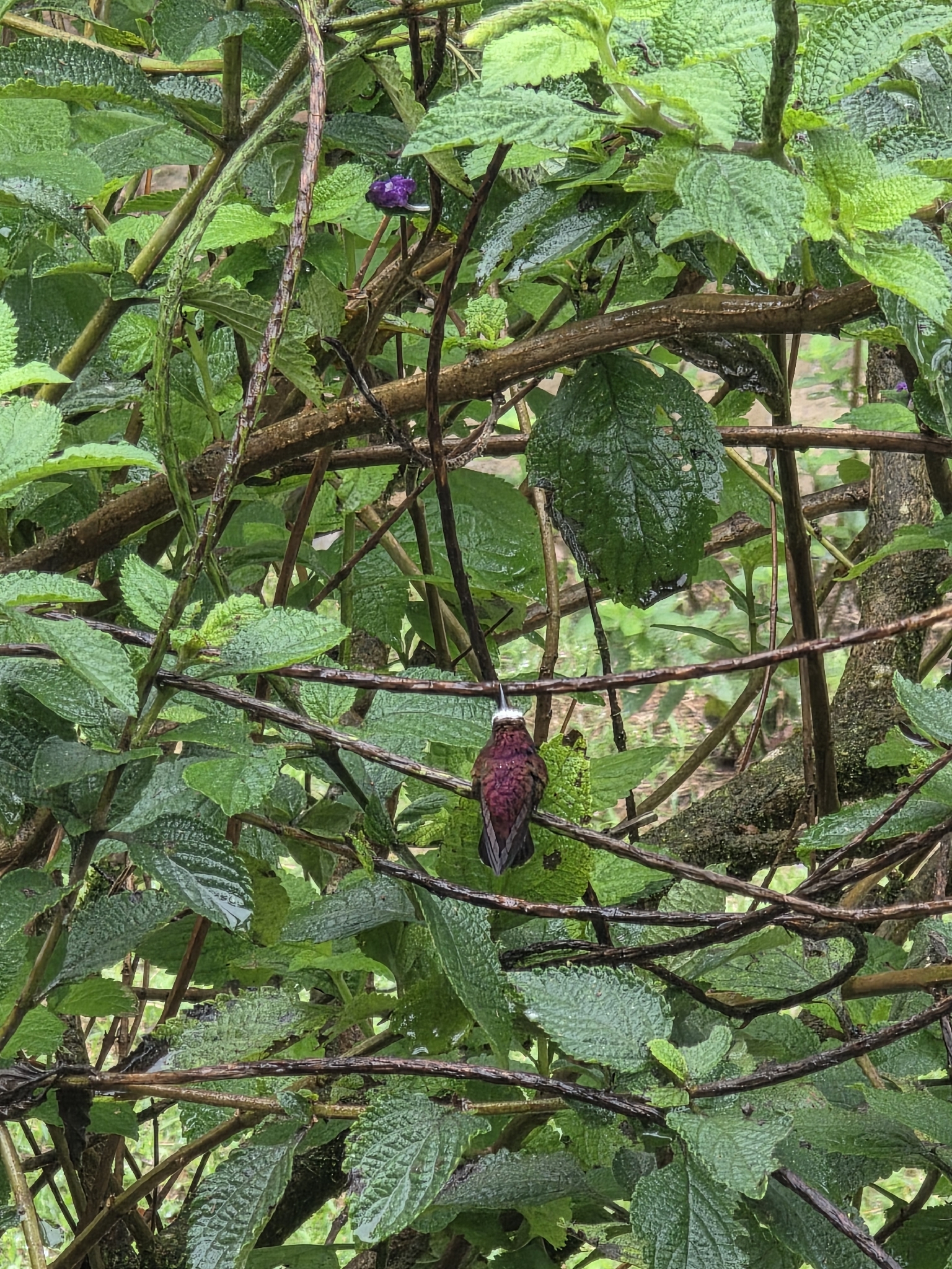 Snowcap (Microchera albocoronata), photo 2