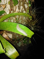 Meghimatium pictum