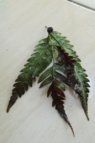 Image of Woodwardia unigemmata by (c) chiuluan, some rights reserved (CC BY)
