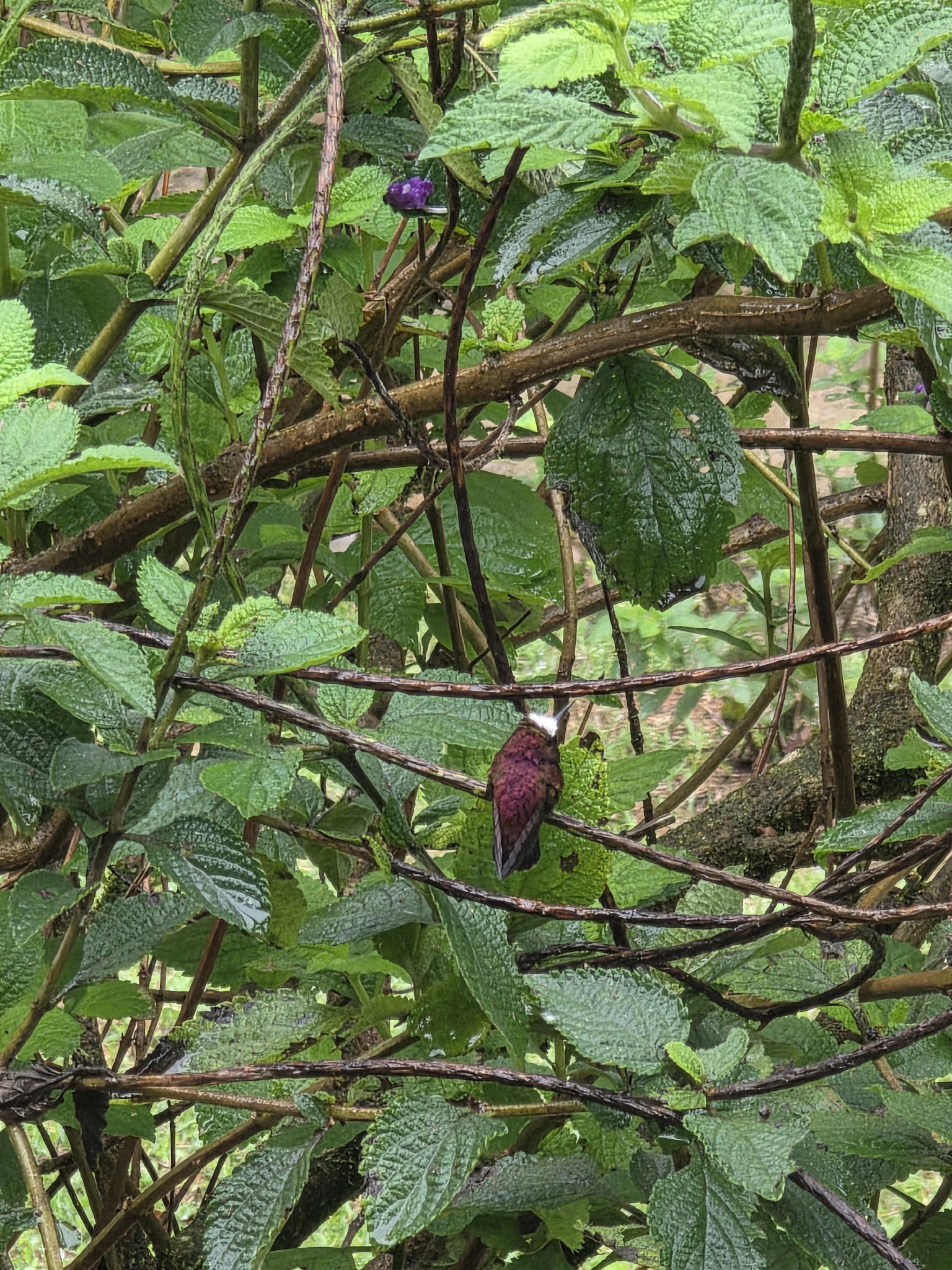 Snowcap (Microchera albocoronata), photo 3