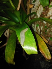 Meghimatium pictum