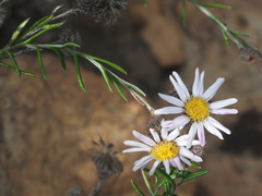 Athrixia heterophylla