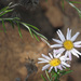 Athrixia heterophylla - Photo (c) Felix Riegel,  זכויות יוצרים חלקיות (CC BY-NC), uploaded by Felix Riegel