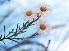 Athrixia heterophylla