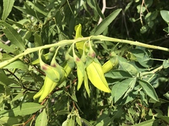Crotalaria agatiflora