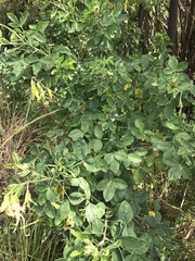 Crotalaria agatiflora