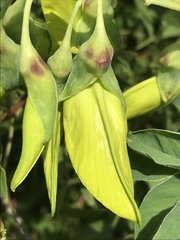 Crotalaria agatiflora