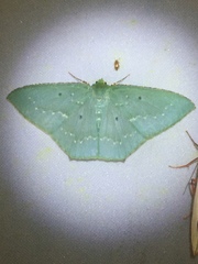 Dioscore punctifimbria