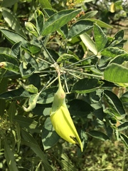Crotalaria agatiflora