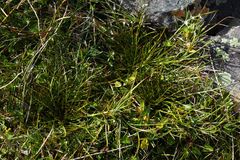 Aciphylla pinnatifida