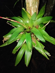Vriesea rodigasiana