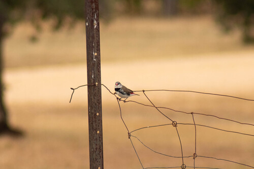 Diamond Firetail (Stagonopleura guttata), photo 2