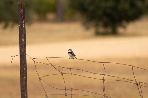 Diamond Firetail (Stagonopleura guttata), photo 1