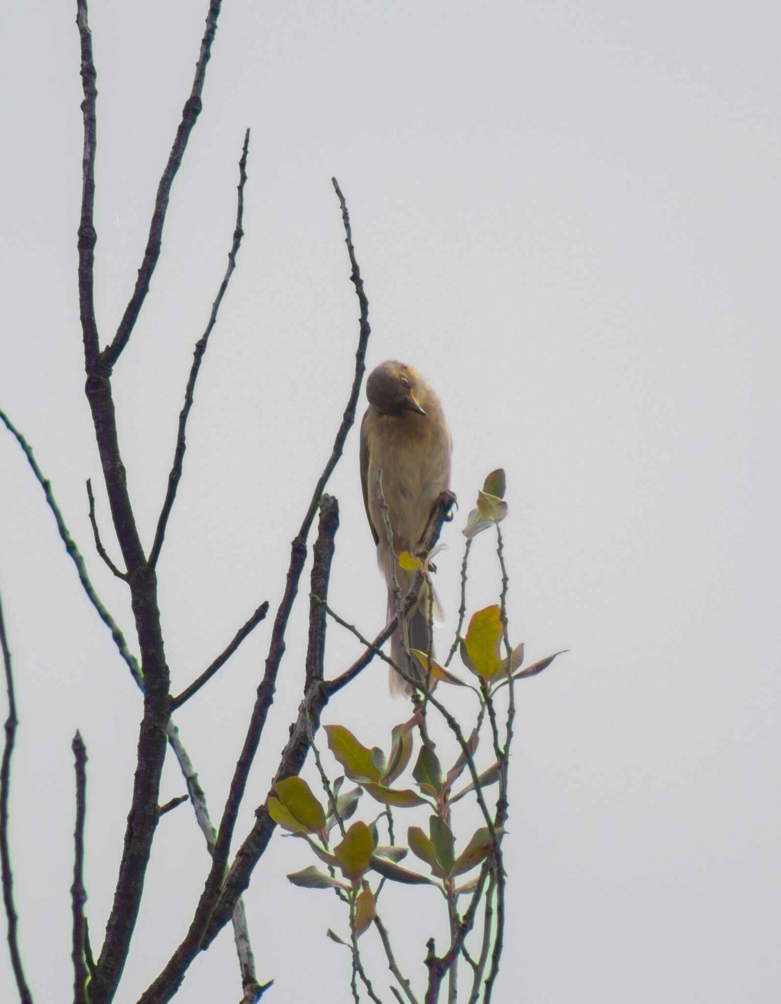 Fuscous Honeyeater (Ptilotula fusca), photo 2