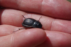 Scythrodes squalidus