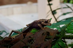 Pristimantis sobetes