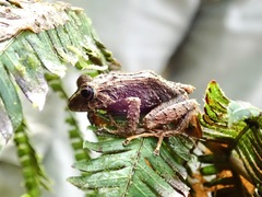 Pristimantis sobetes