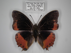 Charaxes anticlea adusta