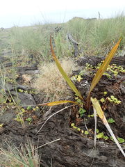 Phormium tenax
