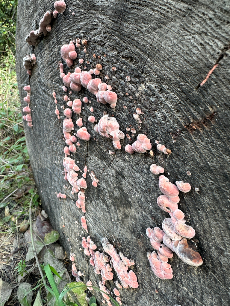 Fomitopsis cajanderi · February 2026 · photo: © anxietymademedoit (iNaturalist, cc-by)