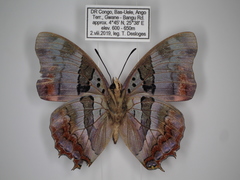 Charaxes anticlea adusta