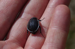 Scythrodes squalidus