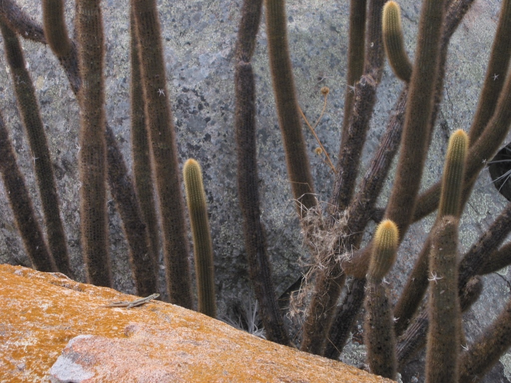 Pilosocereus chrysostele