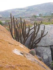 Melocactus inconcinnus