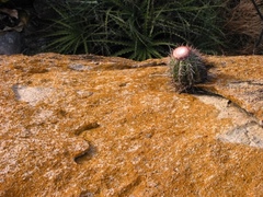 Melocactus