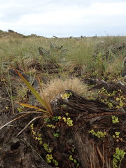 Phormium tenax