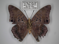 Charaxes virilis virilis