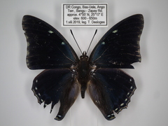 Charaxes virilis virilis