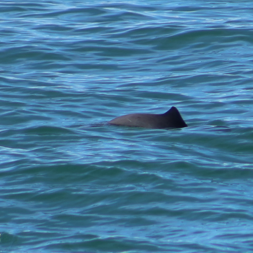 Harbour Porpoise observed by ja_fields